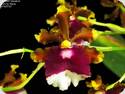 Oncidium fuscatum